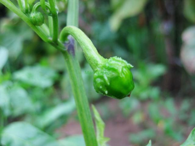 Growing Chili Peppers in the Ground